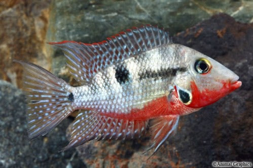 Firemouth Meeki Cichlid