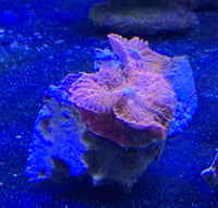 Super Red Rhodactis Mushroom