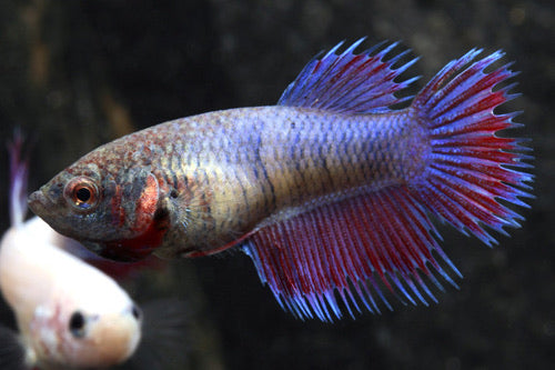 Crowntail Betta Female