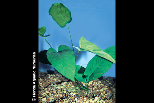 Anubias Barteri Potted