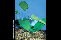 Anubias Barteri Potted