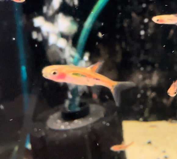 Chili Rasbora