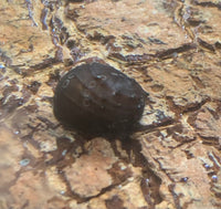 King Koopa Nerite Snail