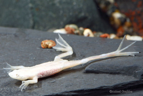 Blonde African Dwarf Frog