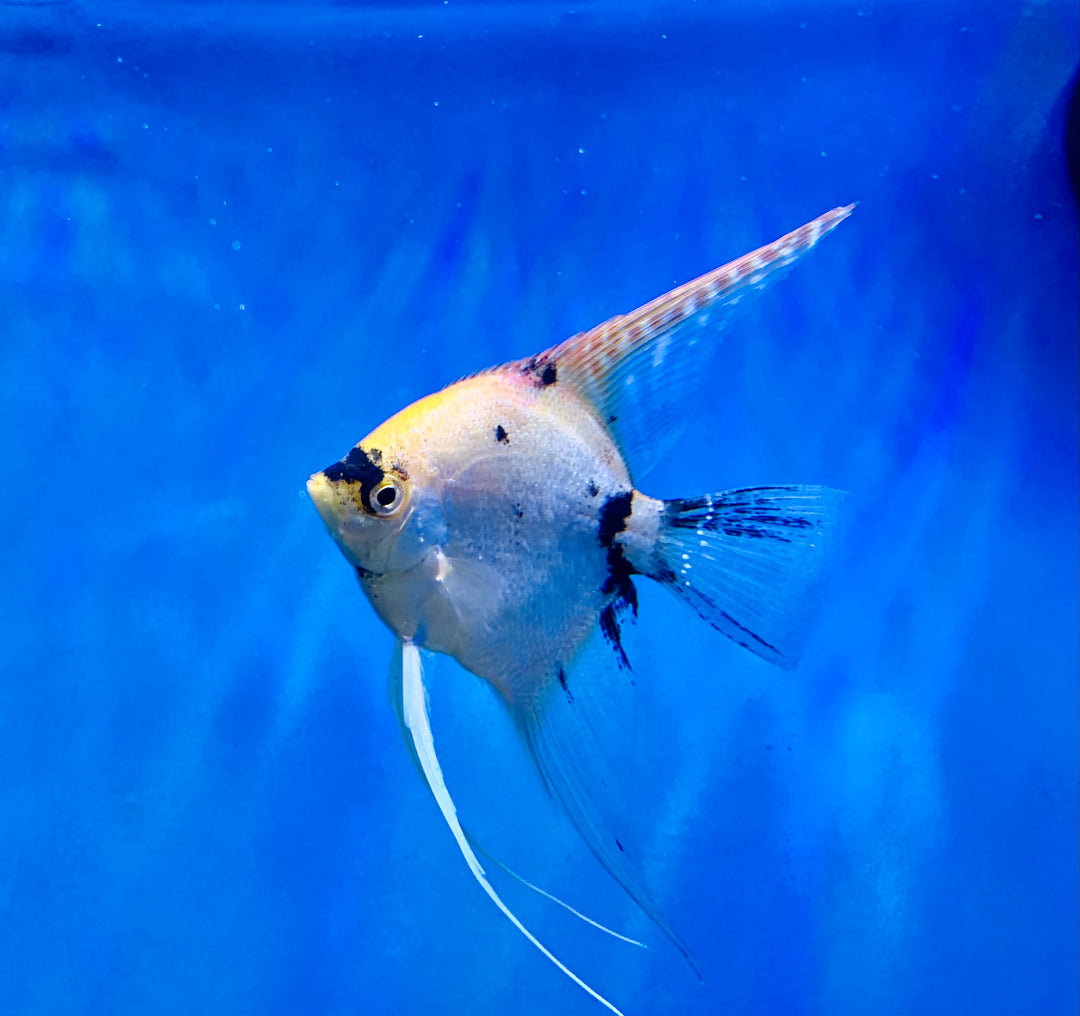 Angle Fish Freshwater Angelfish – Reeflifeaquariums.com