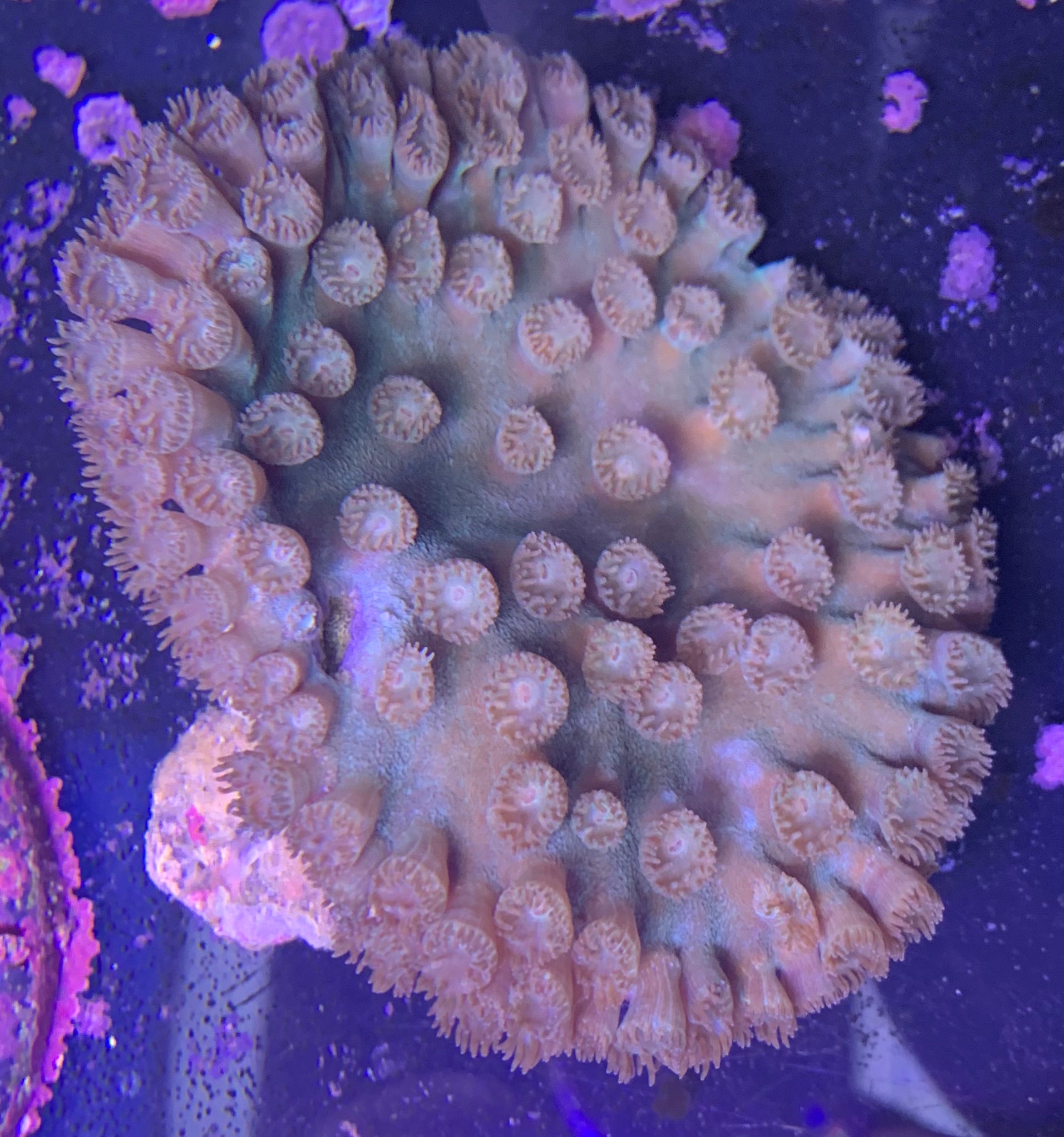 Pagoda Cup Coral