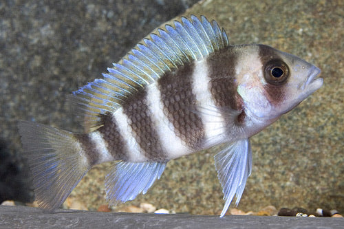 Cyphotilapia Frontosa Cichlid