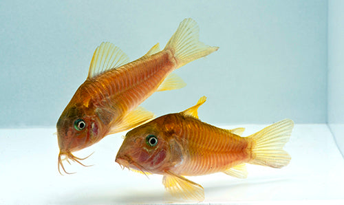 Green Aeneus Corydoras