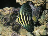 Sailfin Tang