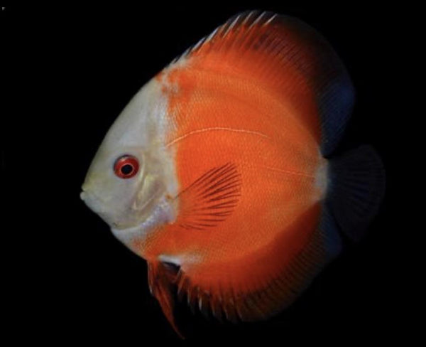 White Face Marlboro Discus