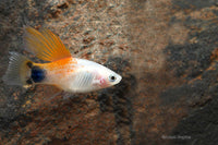 Highfin Candy Crescent Platy