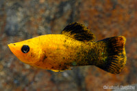 Gold Panda Molly