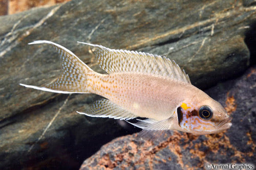 Neolamprologus Brichardi Cichlid
