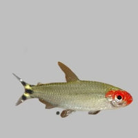 Rummy Nose Tetra (large)