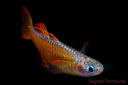 Paskai Rainbowfish
