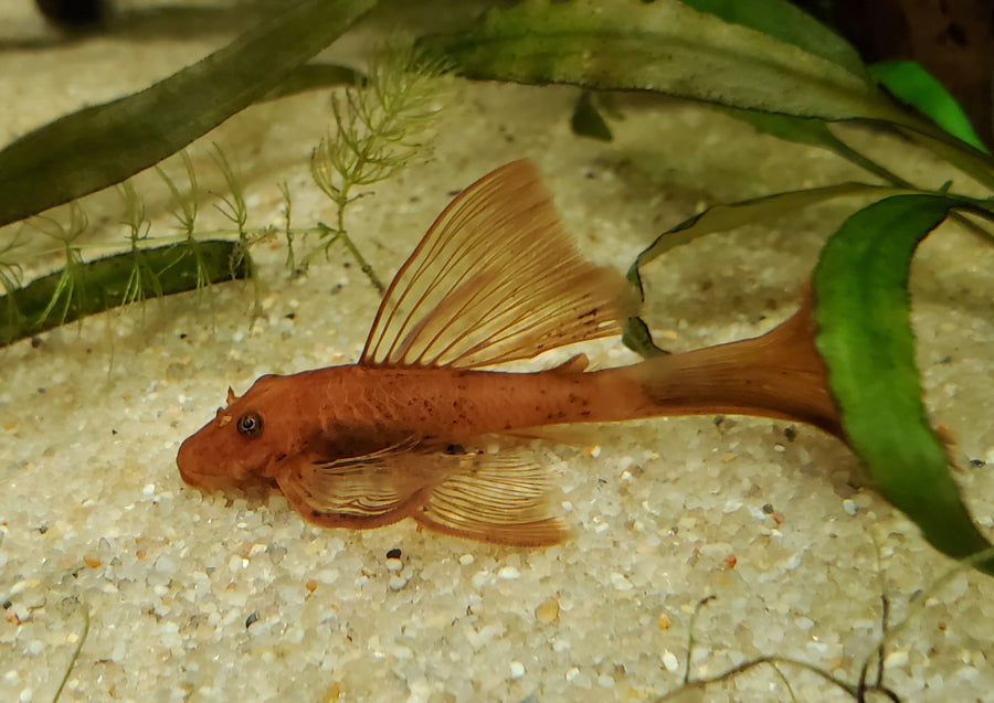 Red Longfin Bristlenose