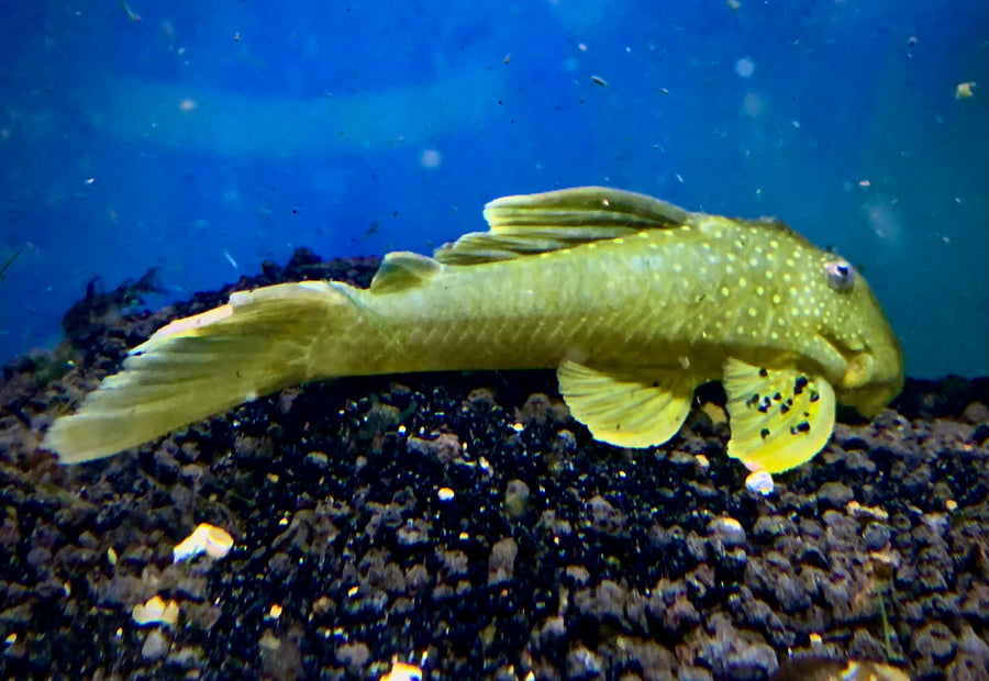 Green Phantom Pleco L200  4-6"