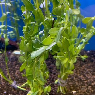 Moneywort Plant Bunched