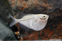 Silver Hatchetfish
