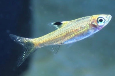 Emerald Eye Rasbora