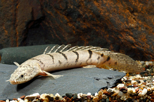 Delhezi Polypterus