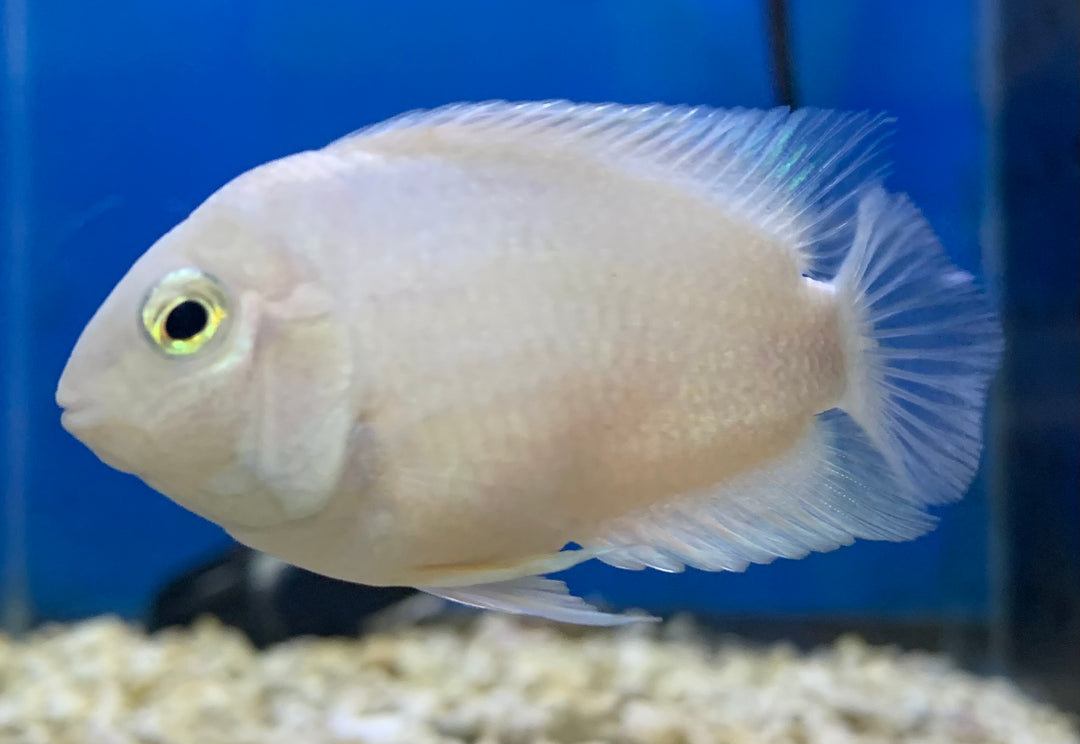 Snow White Parrot Cichlid – Reeflifeaquariums.com Snow White Parrot Cichlid – Reeflifeaquariums.com
