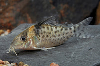 Agassizi Cory