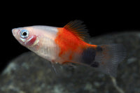 Pineapple Candy Crescent Platy