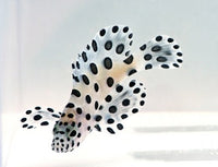 Panther Grouper