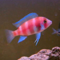 Red Frontosa Cichlid