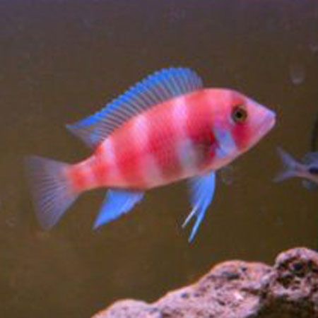 Red Frontosa Cichlid