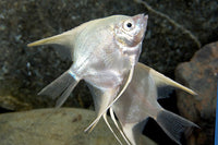 Platinum Angelfish