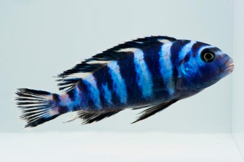 Pseudotropheus Demasoni