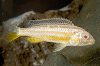 Albino Auratus Cichlid