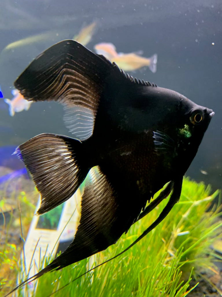 Black Angelfish - Med