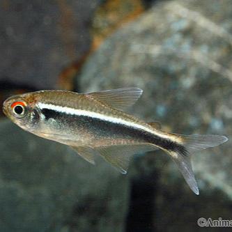 Black Neon Tetra