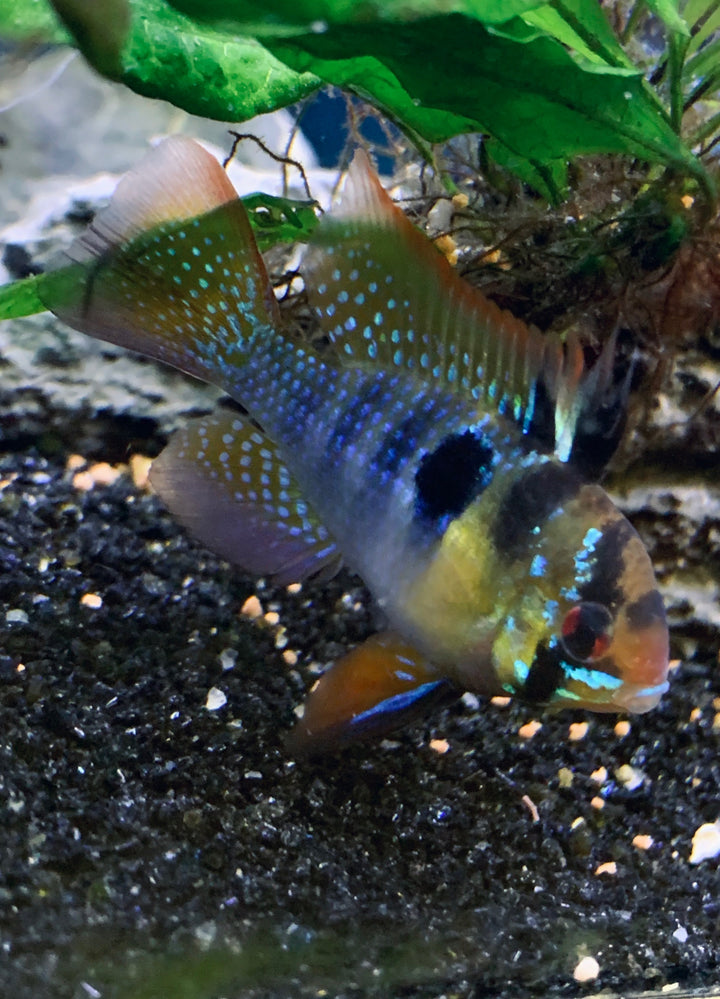 German Blue Ram