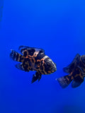 Tiger Oscar