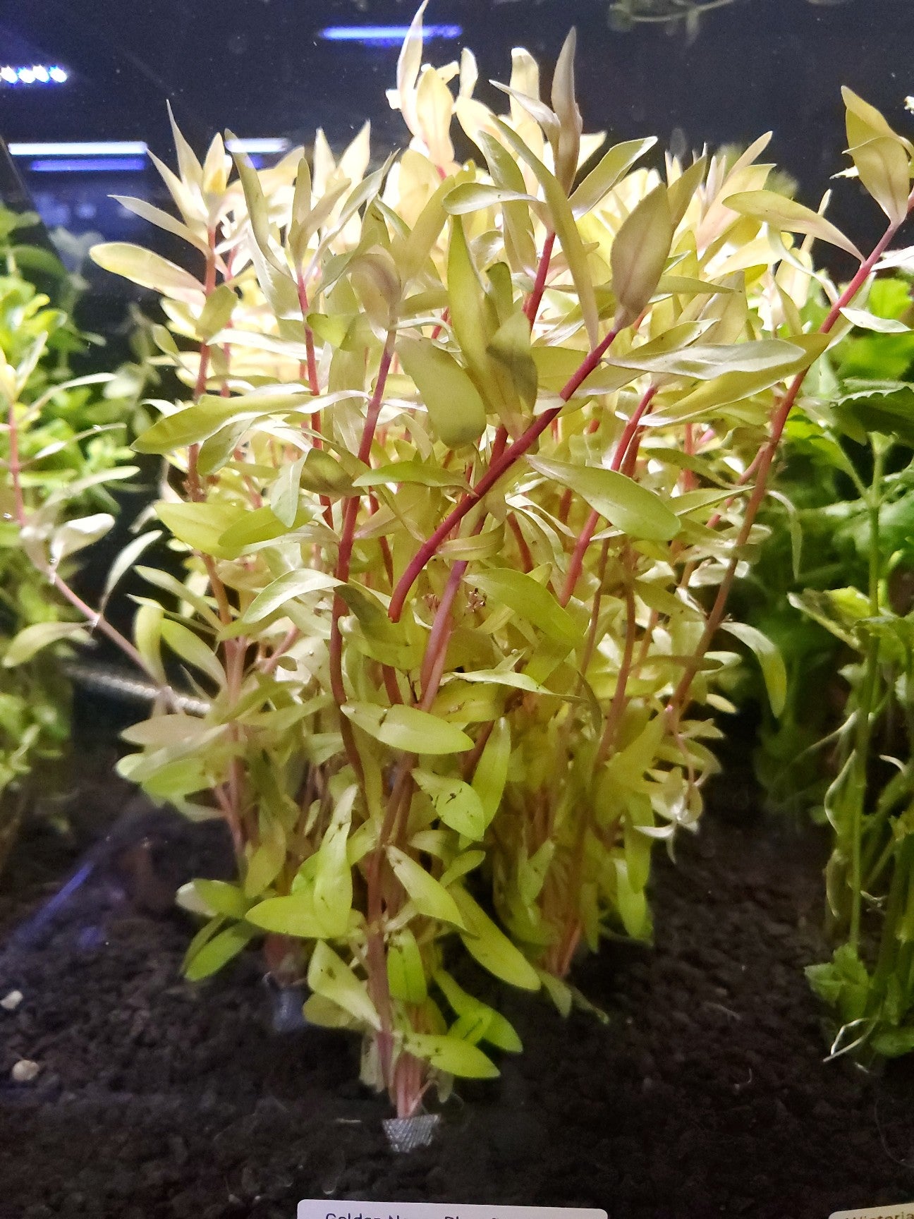 Golden Nesea Plant Bunched