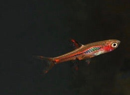 Phoenix Rasbora