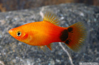 Sunburst Crescent Platy