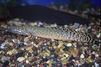 Ornate Polypterus