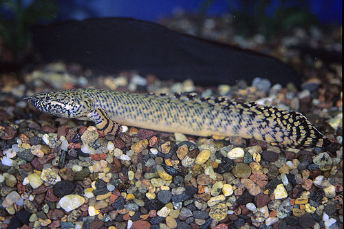 Ornate Polypterus