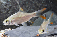 Redtail Tinfoil Barb
