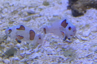 Orange Storm Clownfish
