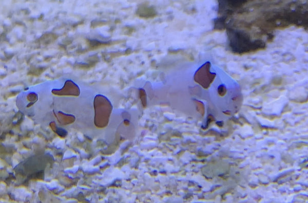 Orange Storm Clownfish