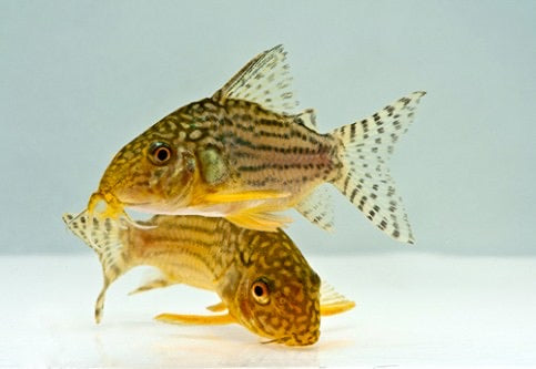 Sterbai Corydoras