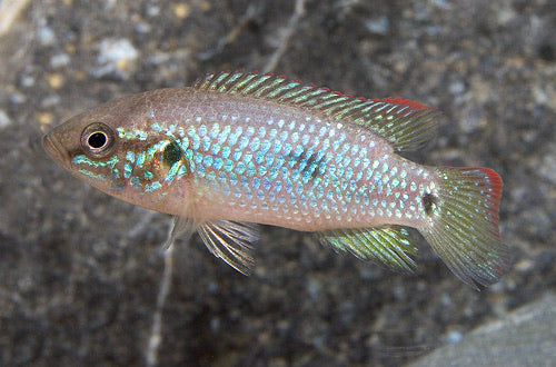 Turquoise Jewel Cichlid