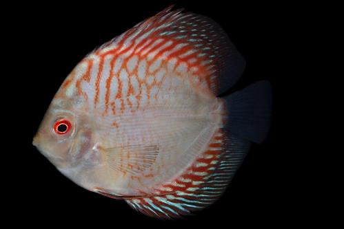 Pigeon Blood Discus