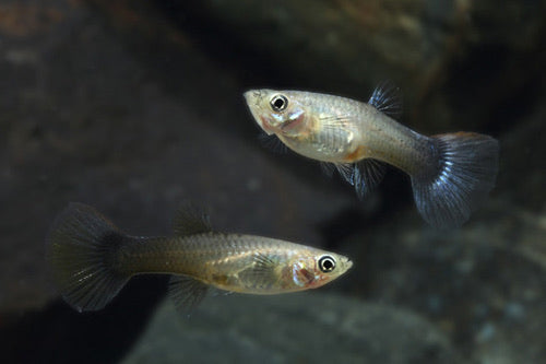 Assorted Fancy Guppy ( Female)